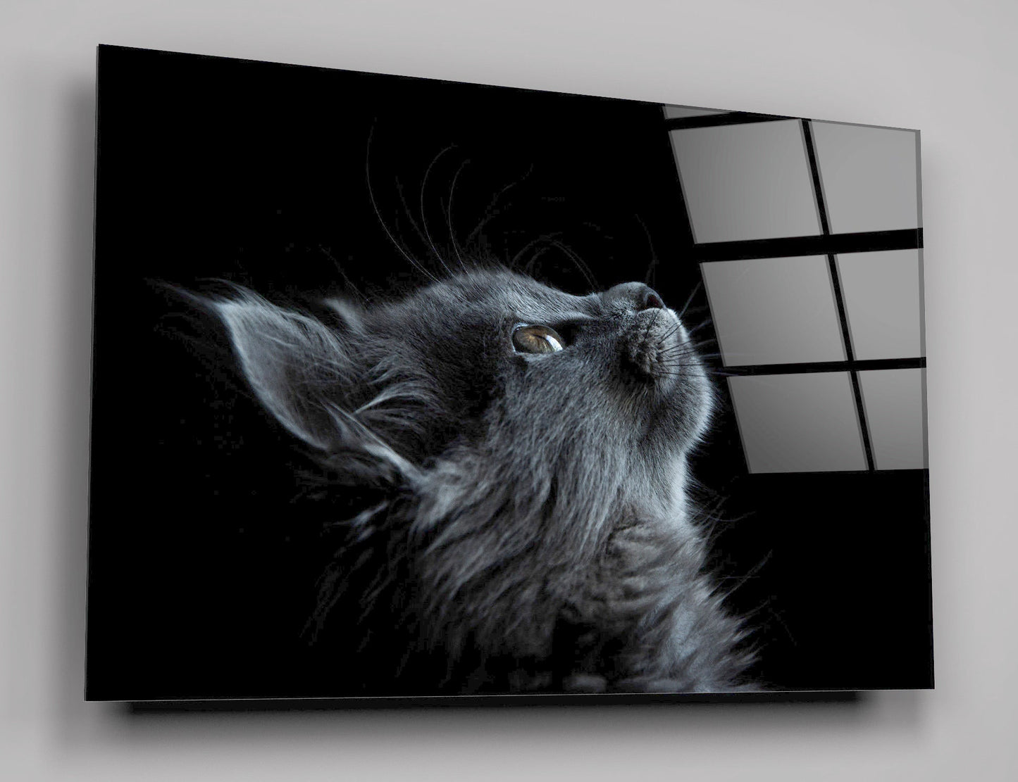 Cute Gray Cat High Gloss Acrylic Glass Wall Art Ready To Hang