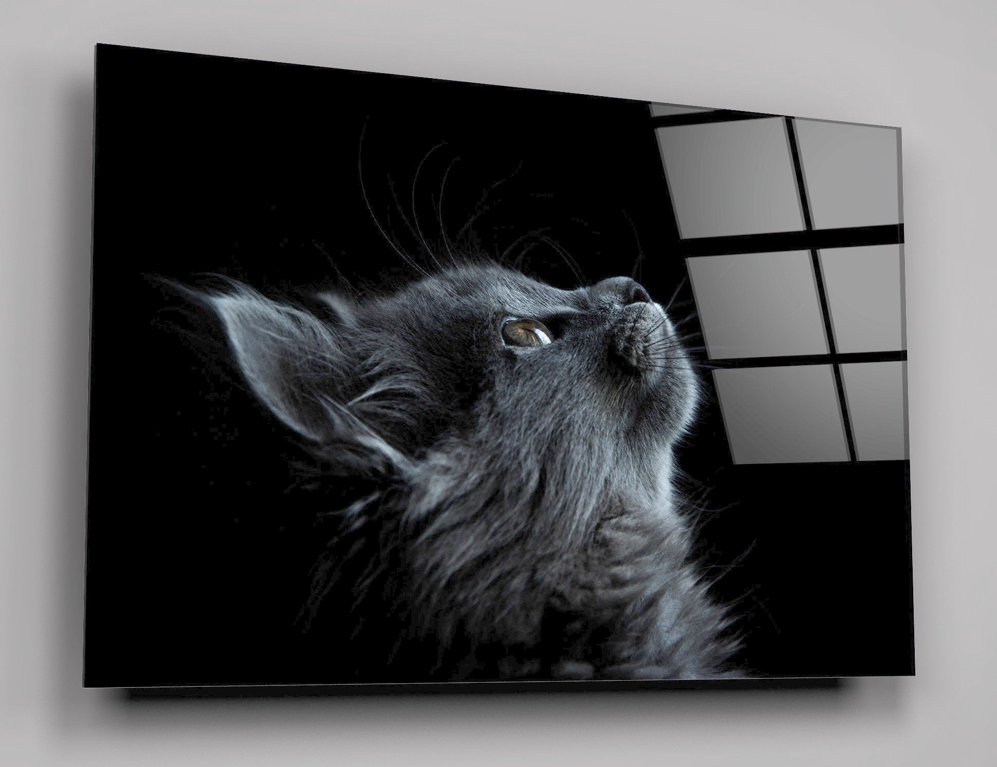 Cute Gray Cat High Gloss Acrylic Glass Wall Art Ready To Hang