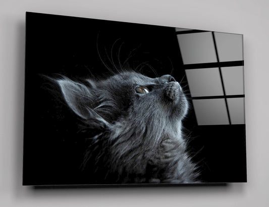 Cute Gray Cat High Gloss Acrylic Glass Wall Art Ready To Hang