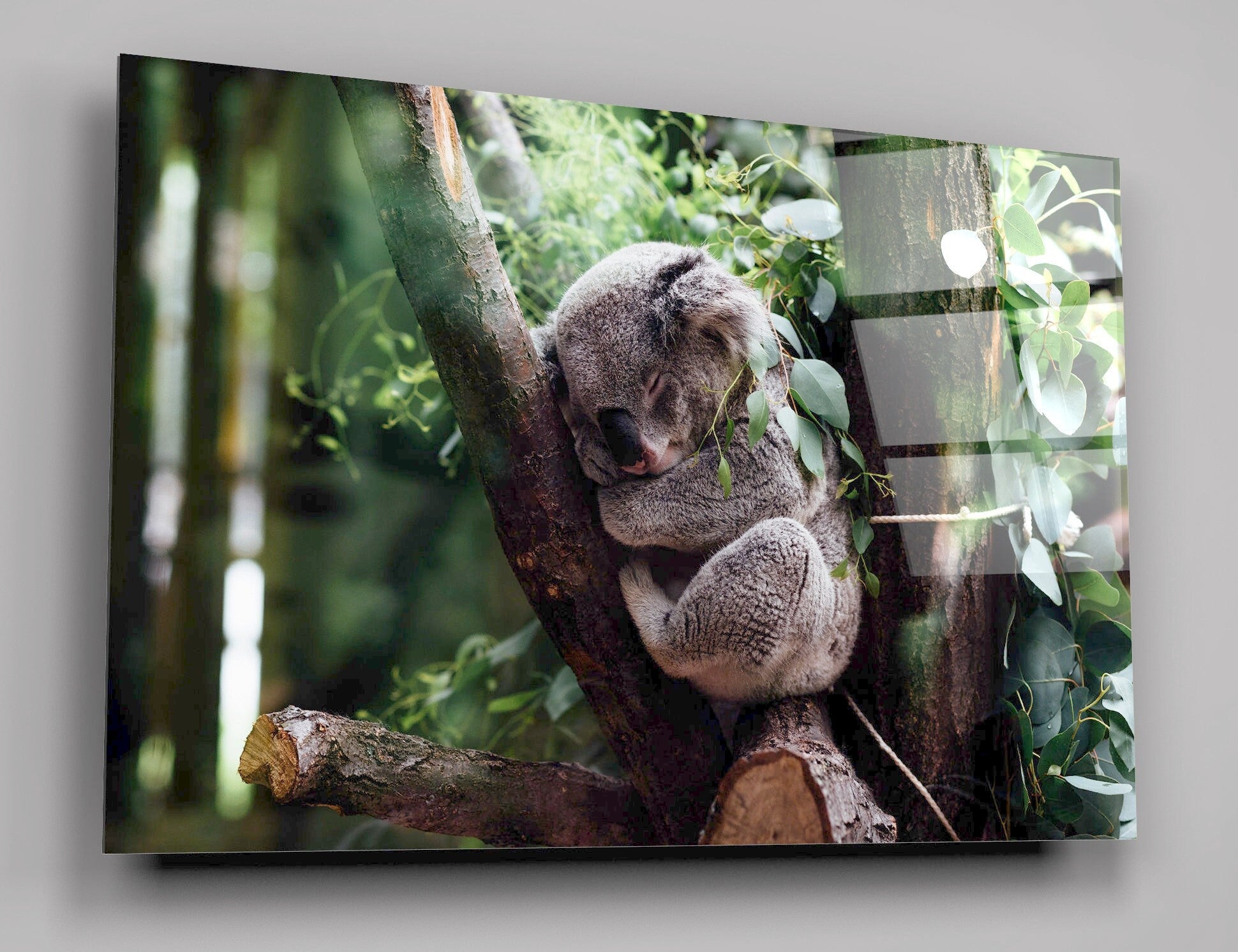 Koala Sleeping On A Tree Branch High Gloss Acrylic Glass Wall Art Ready To Hang