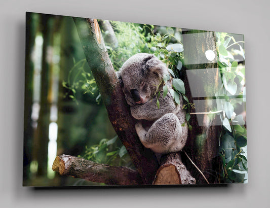 Koala Sleeping On A Tree Branch High Gloss Acrylic Glass Wall Art Ready To Hang