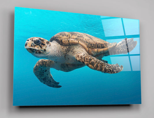A Turtle Glides Through The Water High Gloss Acrylic Glass Wall Art Ready To Hang