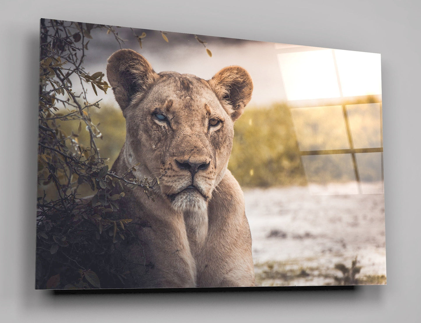 Female Lion High Gloss Acrylic Glass Wall Art Ready To Hang