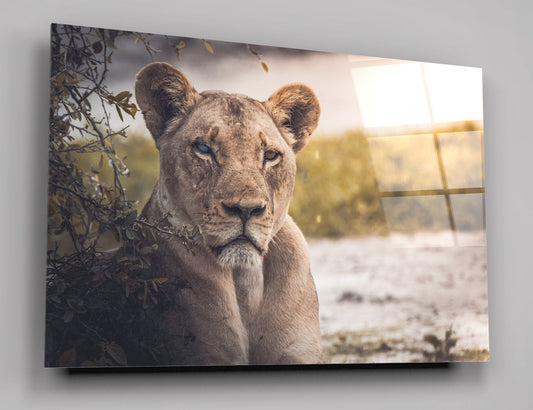 Female Lion High Gloss Acrylic Glass Wall Art Ready To Hang