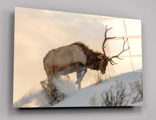 Bull Elk In The Snow Glass Wall Art