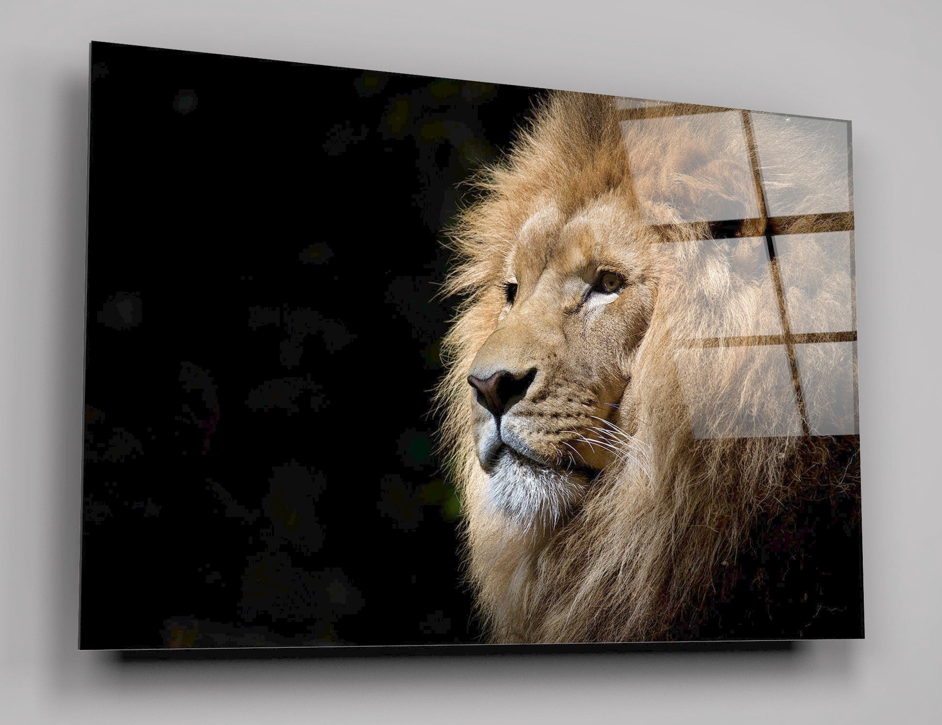 Male Lion Background High Gloss Acrylic Glass Wall Art Ready To Hang