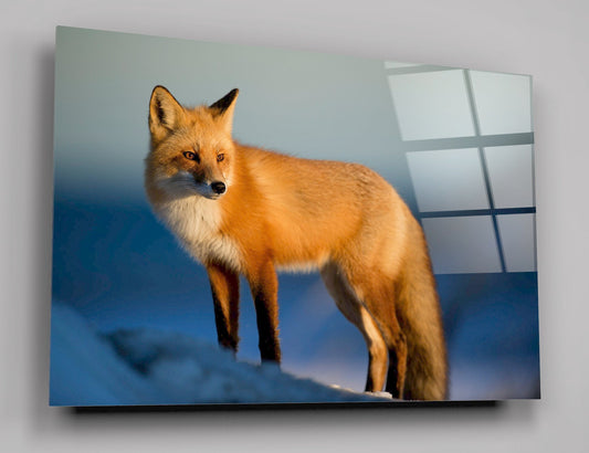 Wild Red Fox In The Winter High Gloss Acrylic Glass Wall Art Ready To Hang