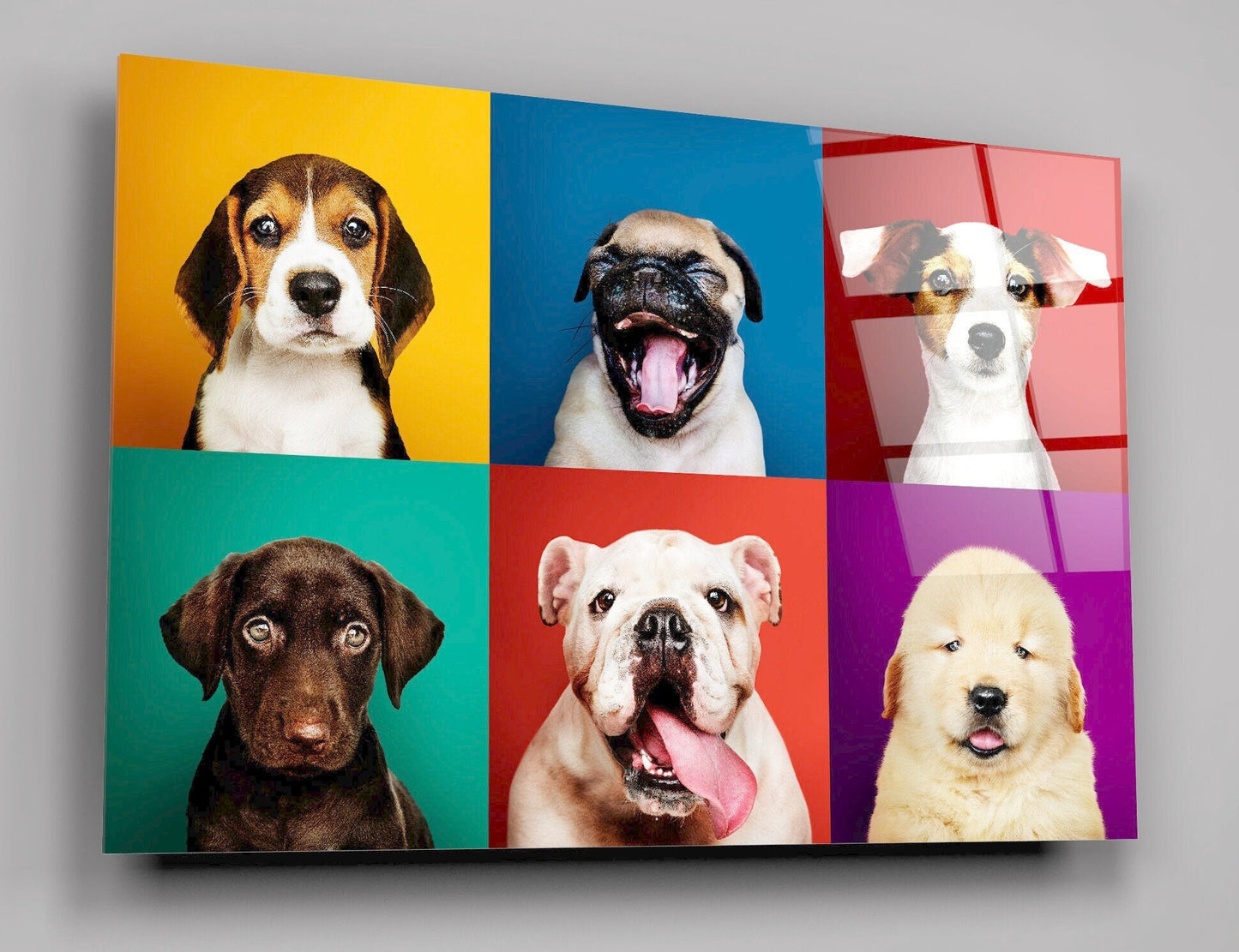 Portrait Collection Of Adorable Puppies High Gloss Acrylic Glass Wall Art Ready To Hang