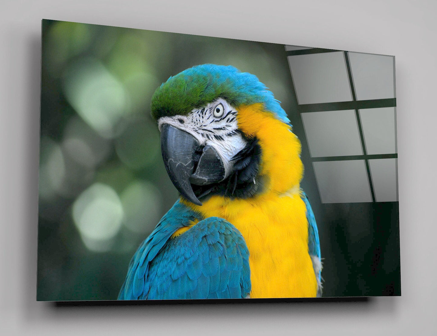 Parrot With Vibrant Blue, Yellow And Green Colours High Gloss Acrylic Glass Wall Art Ready To Hang